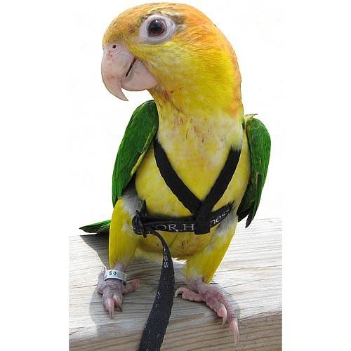 Aviator – Harness – размер XS Авиатор- Харнес- Нагръдник Оборудване-Аксесоари Всички продукти