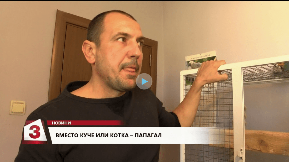 Куче или Котка? Папагалът е идеалният вариант..