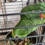 Parrots House Diet- PREMIUM- Варива за папагали 1  кг.