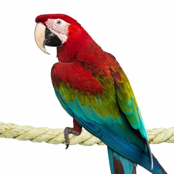macaw parrot product