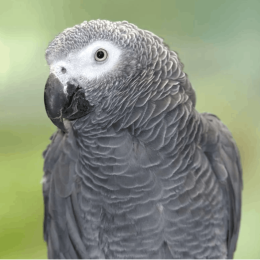 African Grey