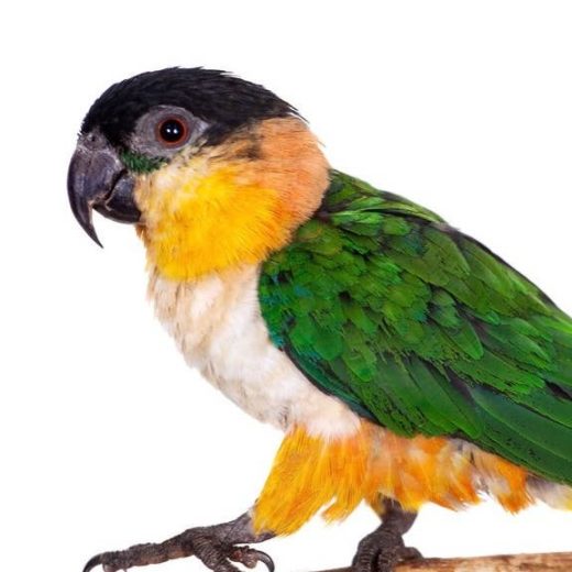 Caique