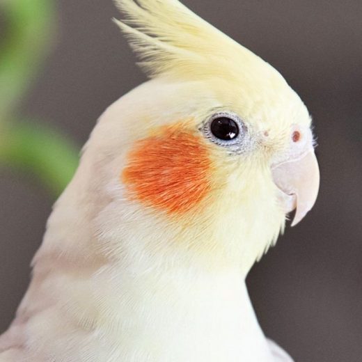 Cockatiel
