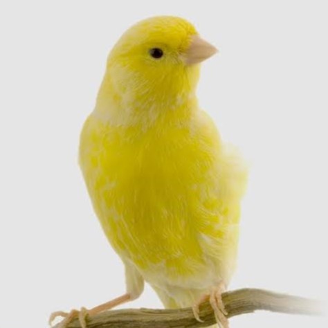 Canary & Finch
