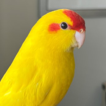 Kakariki